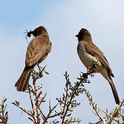 Common Bulbul