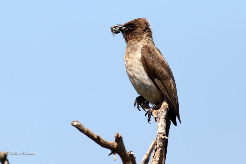 Common Bulbul