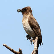 Bulbul des jardins