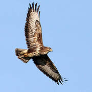 Common Buzzard