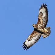 Common Buzzard