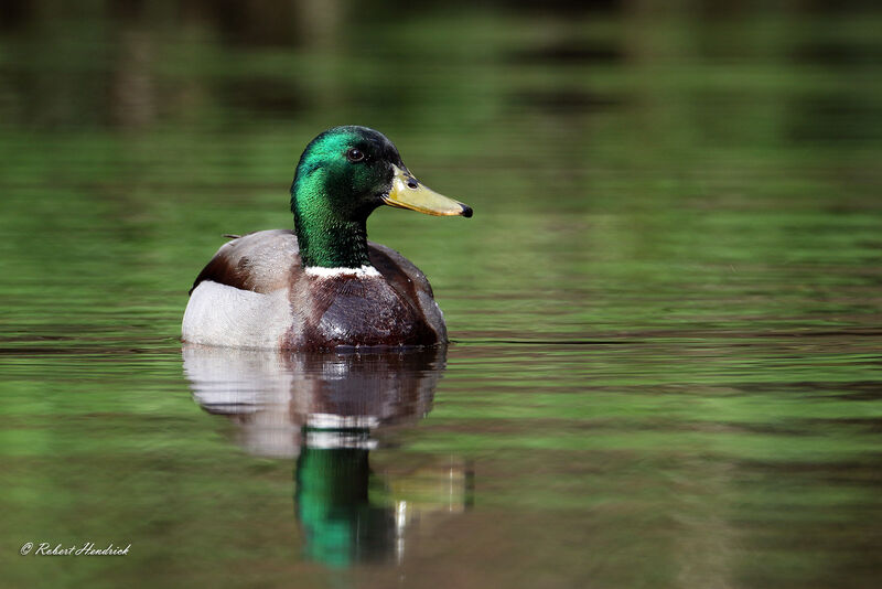 Canard colvert