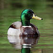 Canard colvert