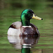 Mallard