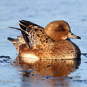 Canard siffleur