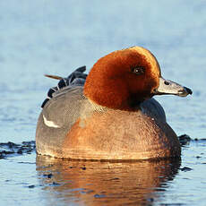 Canard siffleur