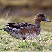 Canard siffleur