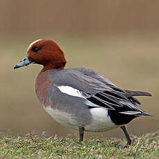 Canard siffleur