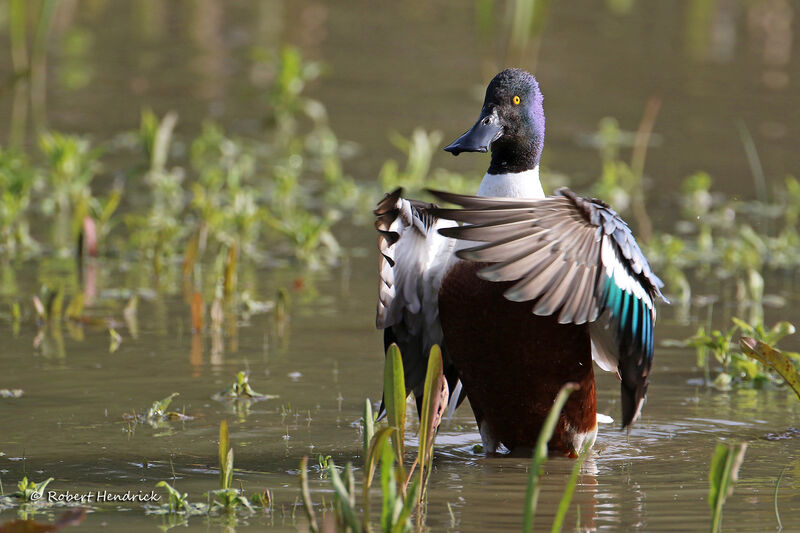 Canard souchet