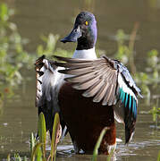 Canard souchet