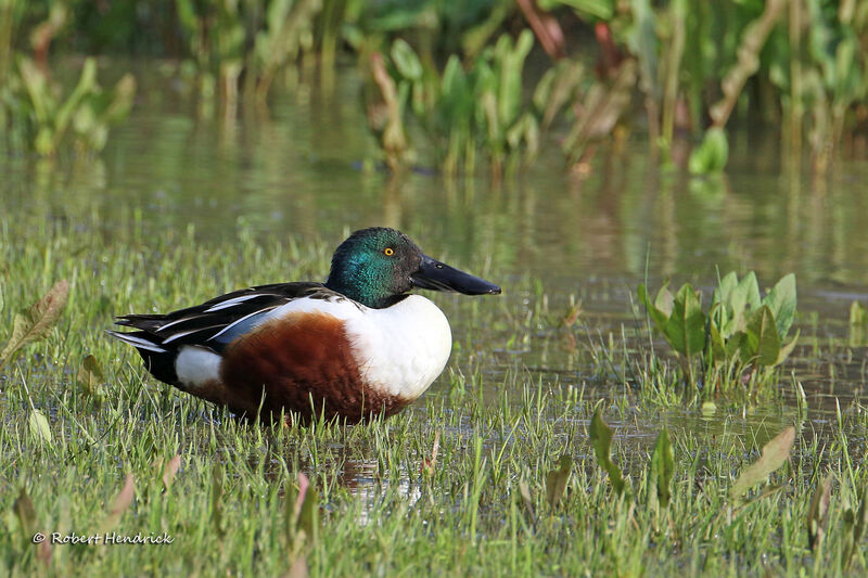 Canard souchet