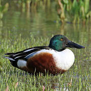 Canard souchet