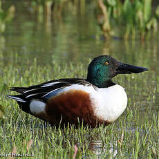 Canard souchet