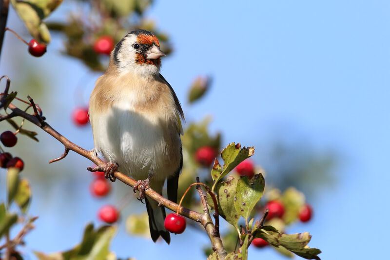 European Goldfinch