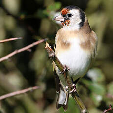 Chardonneret élégant