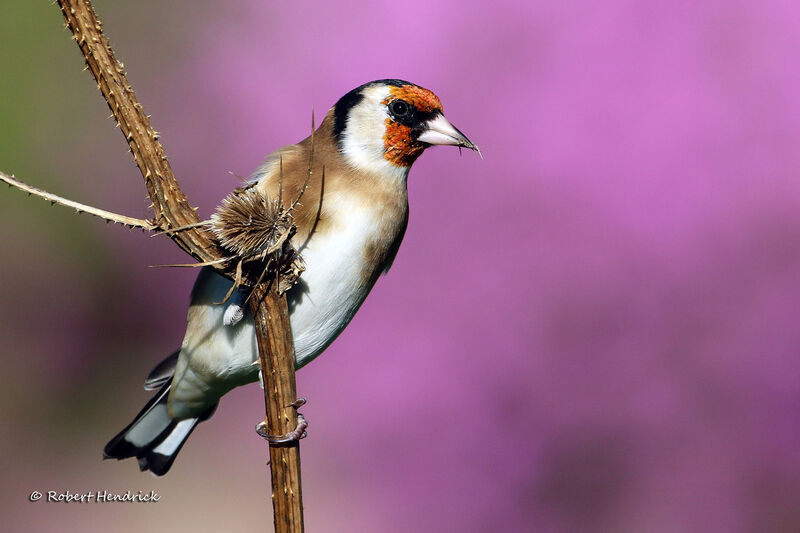 European Goldfinch