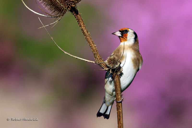 European Goldfinch