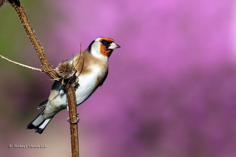 European Goldfinch