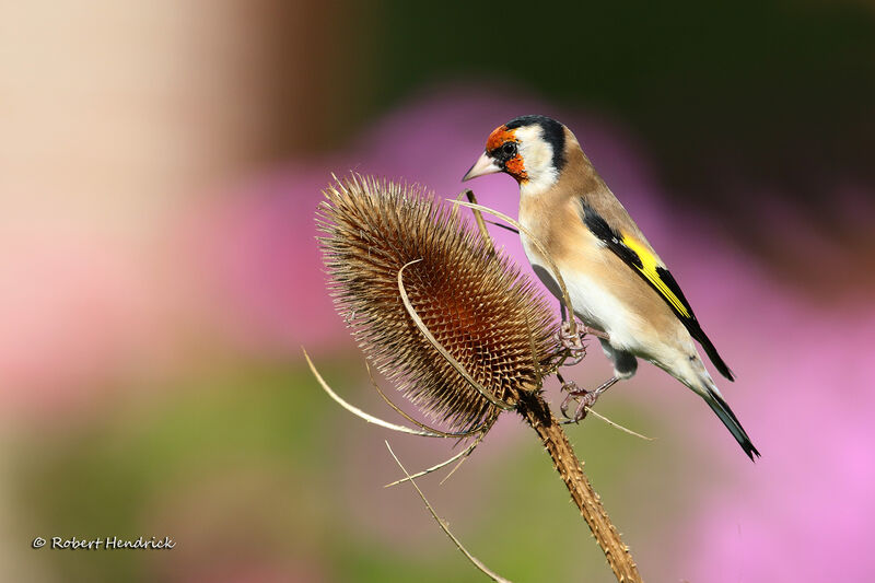 European Goldfinch