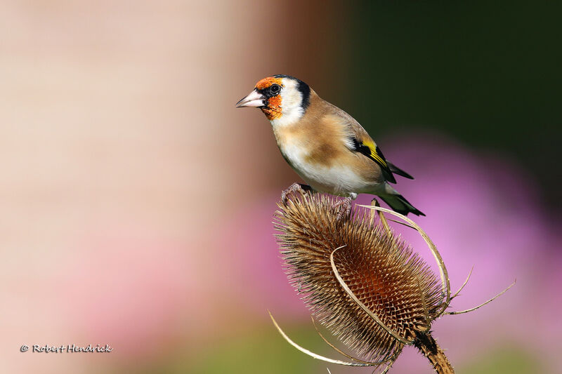 European Goldfinch