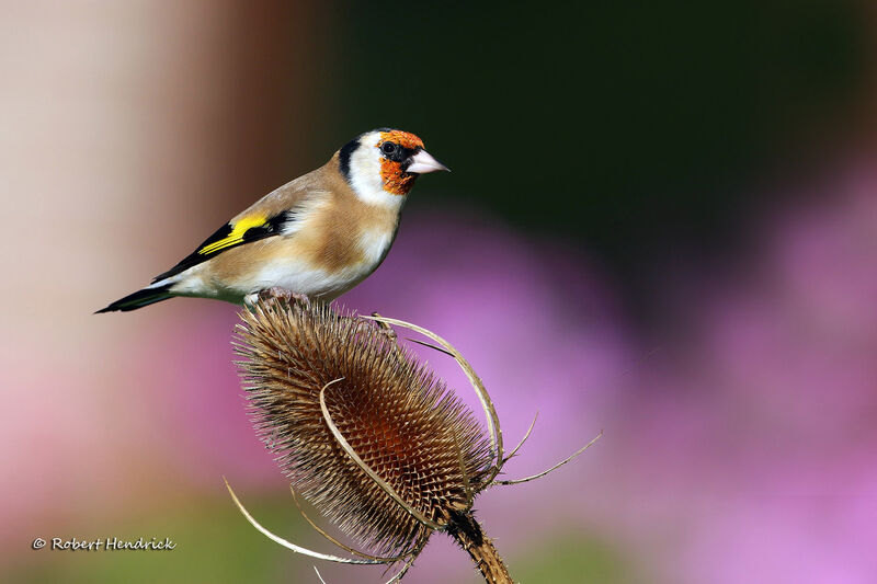 European Goldfinch