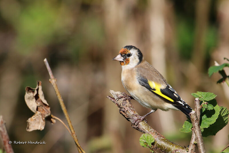 Chardonneret élégant