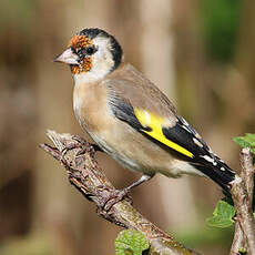 Chardonneret élégant