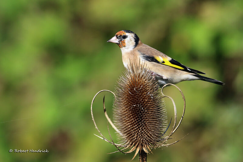 European Goldfinch