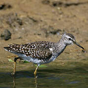 Common Greenshank