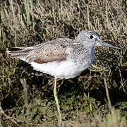 Common Greenshank