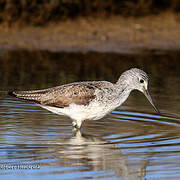 Common Greenshank