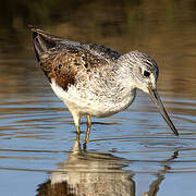 Common Greenshank