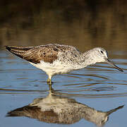 Common Greenshank