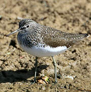 Green Sandpiper