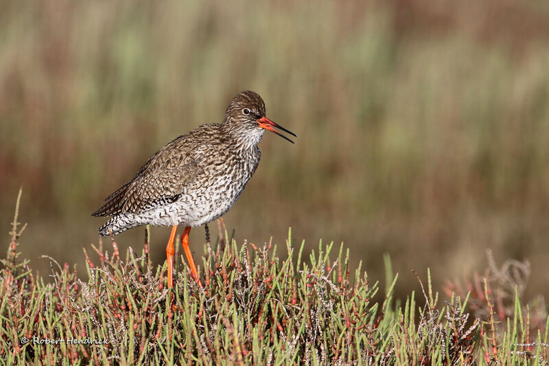 Common Redshank