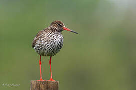 Common Redshank