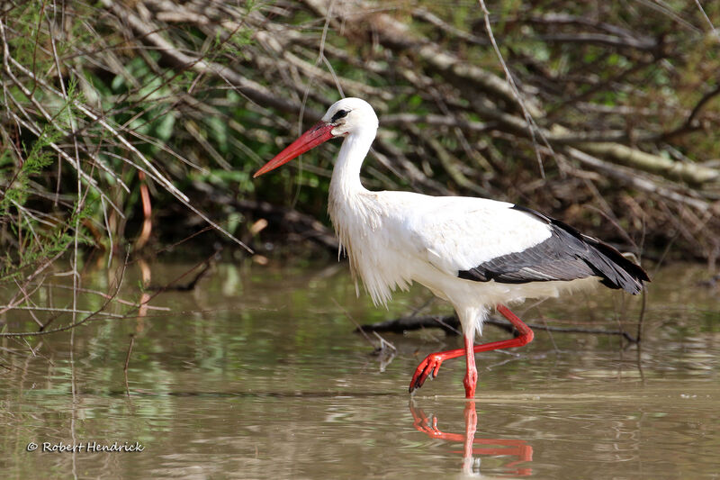 Cigogne blanche