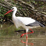 Cigogne blanche