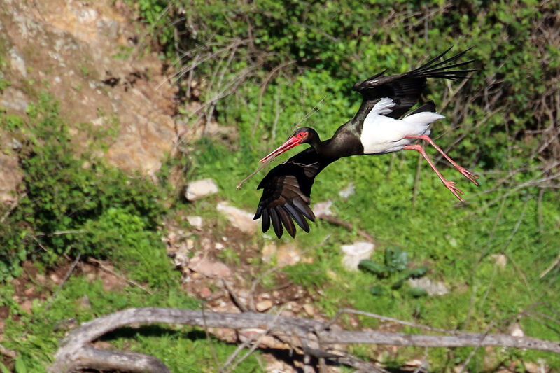 Cigogne noire