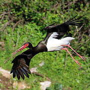 Cigogne noire