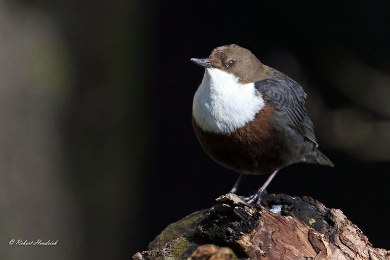 White-throated Dipper