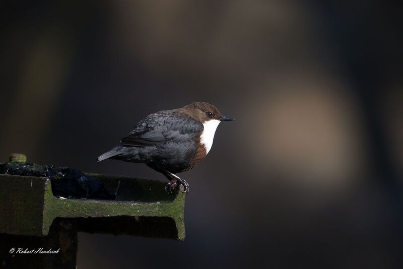 White-throated Dipper