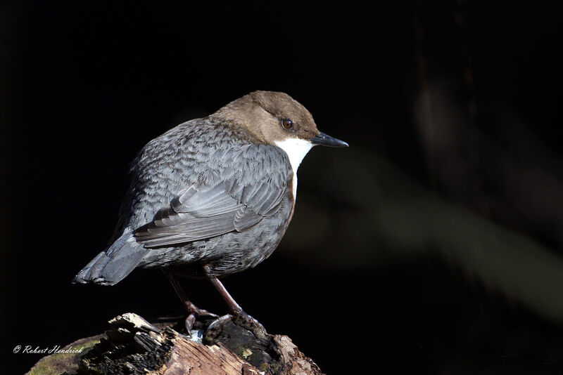 White-throated Dipper