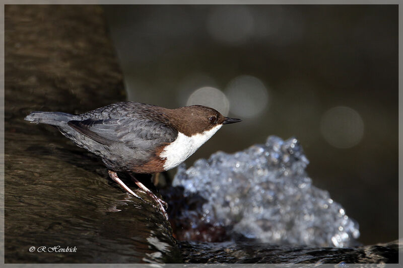 White-throated Dipper