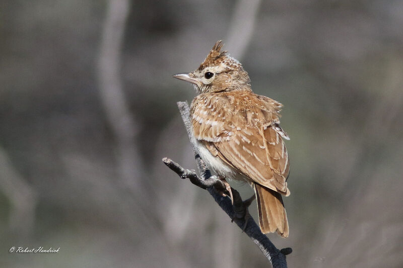 Crested Lark