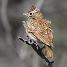 Cochevis huppé