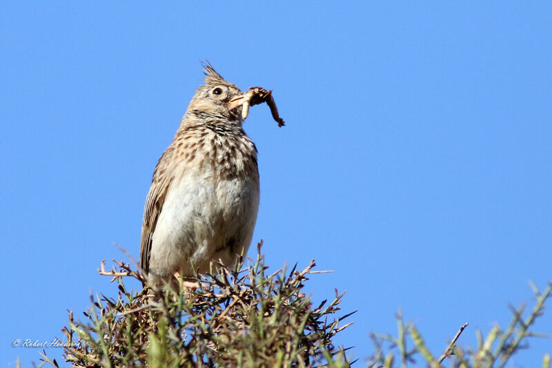 Crested Lark