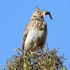 Cochevis huppé