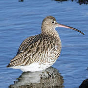 Eurasian Curlew