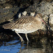 Eurasian Curlew